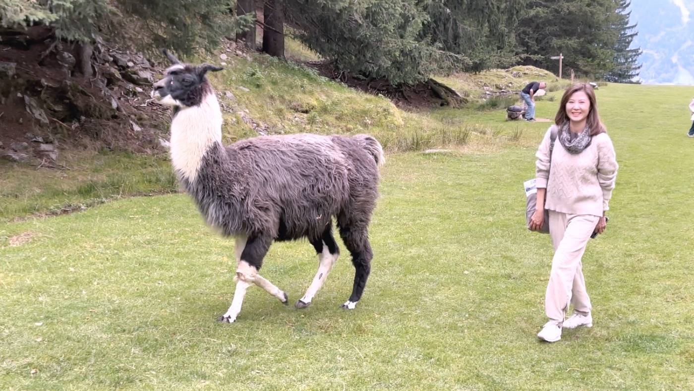 A llama on the grass, with a smiling visitor on the right