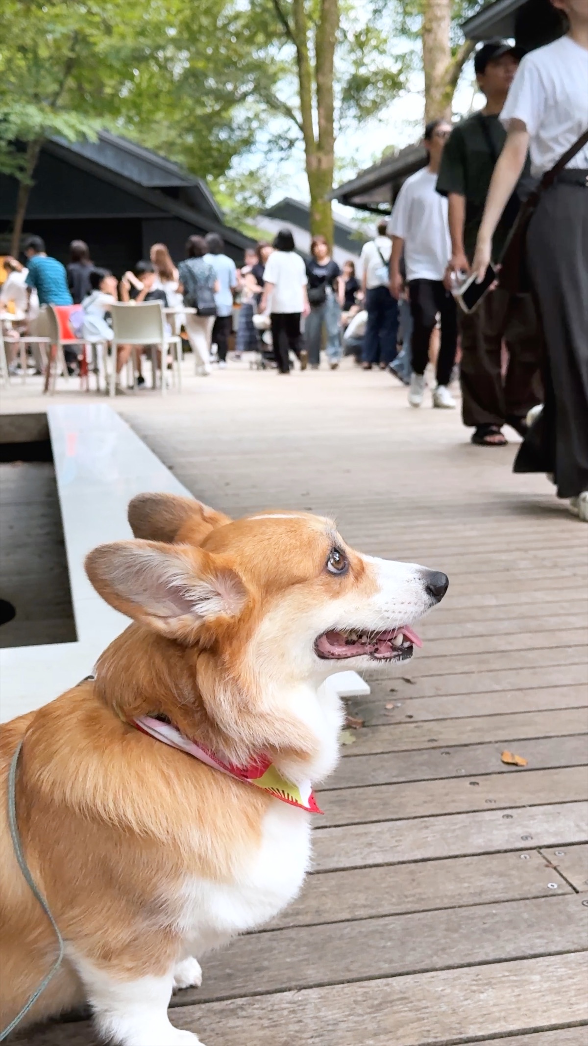 Scottie on the boardwalk at Hoshino, crowds strolling behind