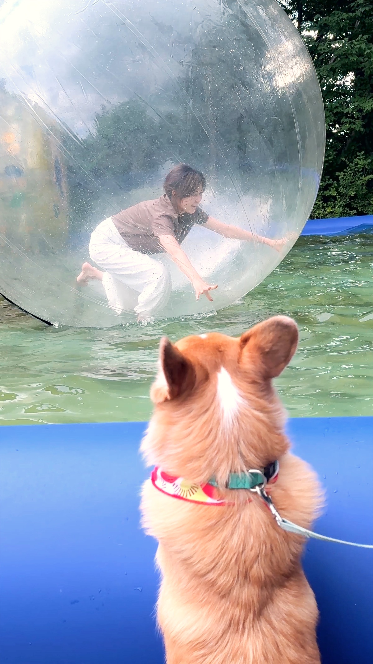 Scottie watching her owner inside a giant water-walking ball