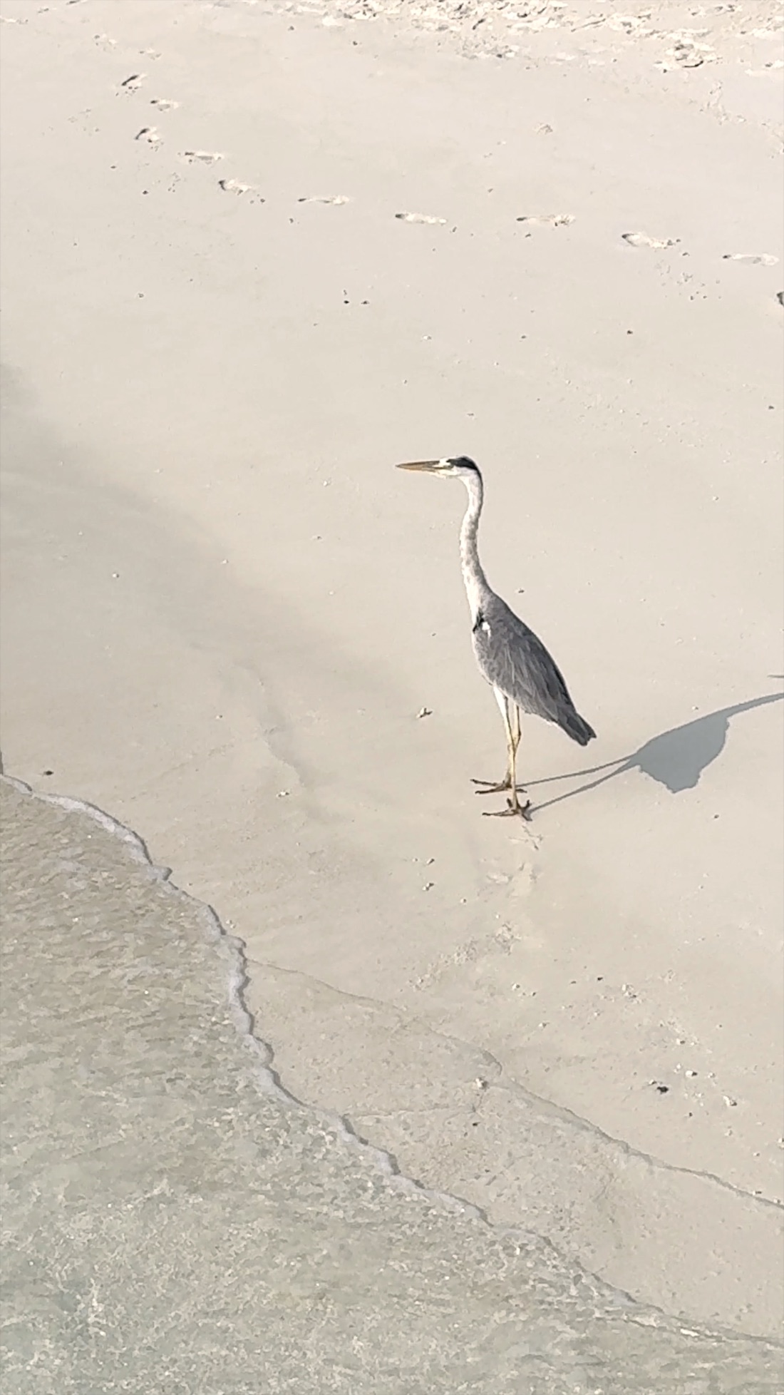 A grey heron standing at the water's edge, gazing out to sea