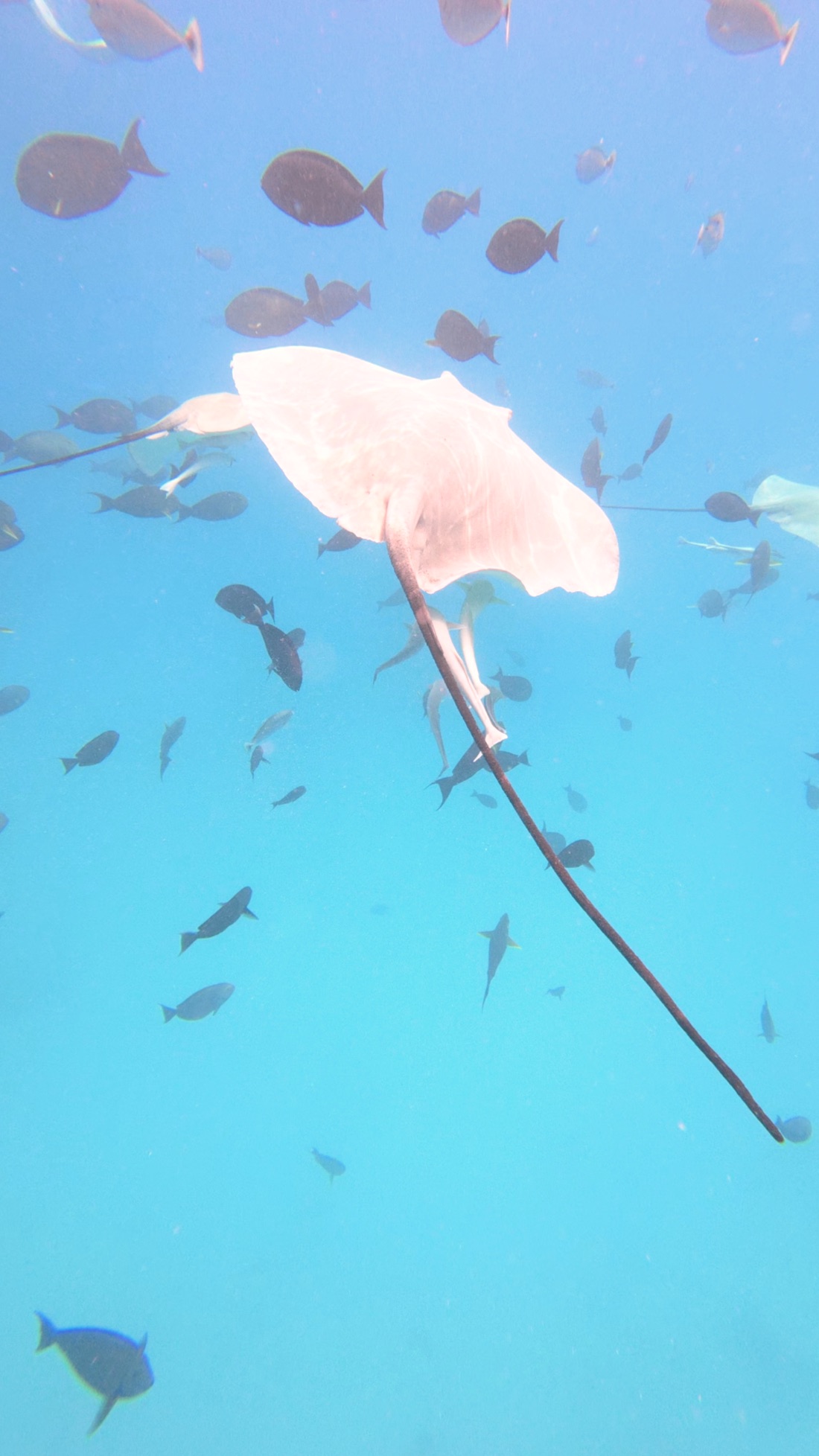 Brushing past a manta ray underwater amid a school of fish