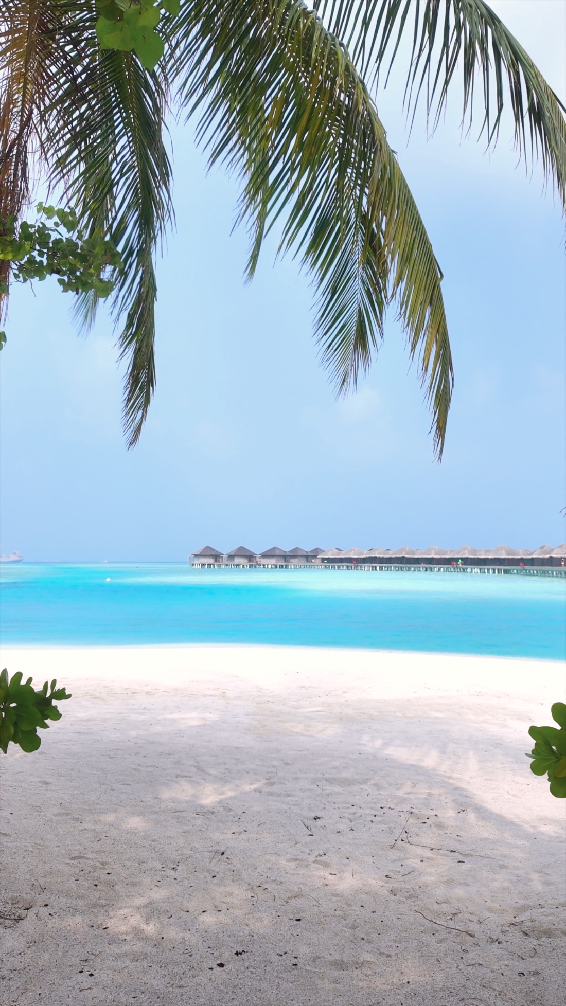 A palm-framed view of the lagoon and overwater villas in the Maldives
